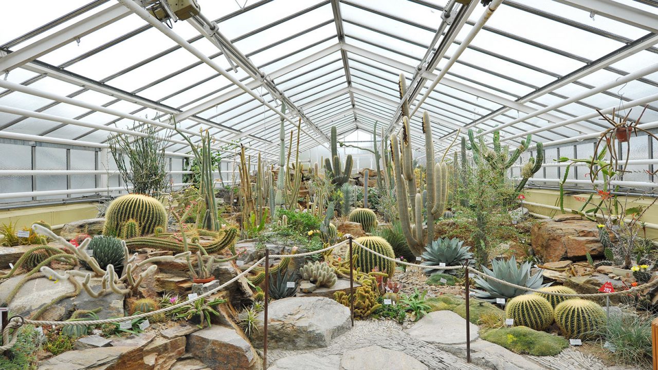 21383057 - cacti plants on display in munich botanical garden in germany