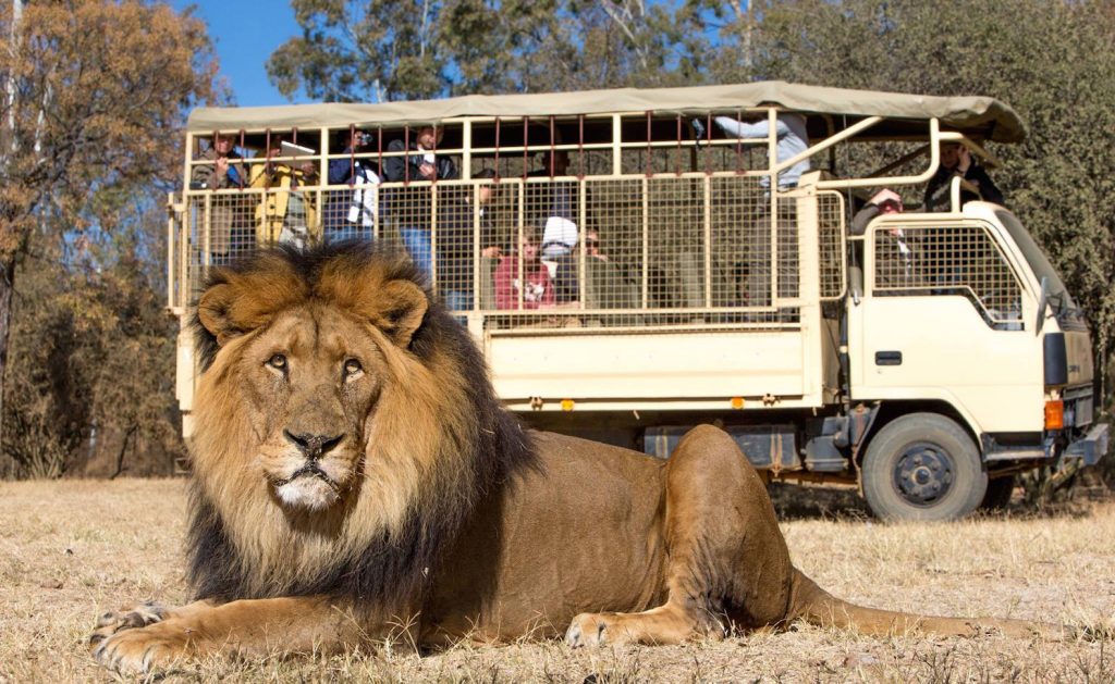 lion-safari-park-fb-1580