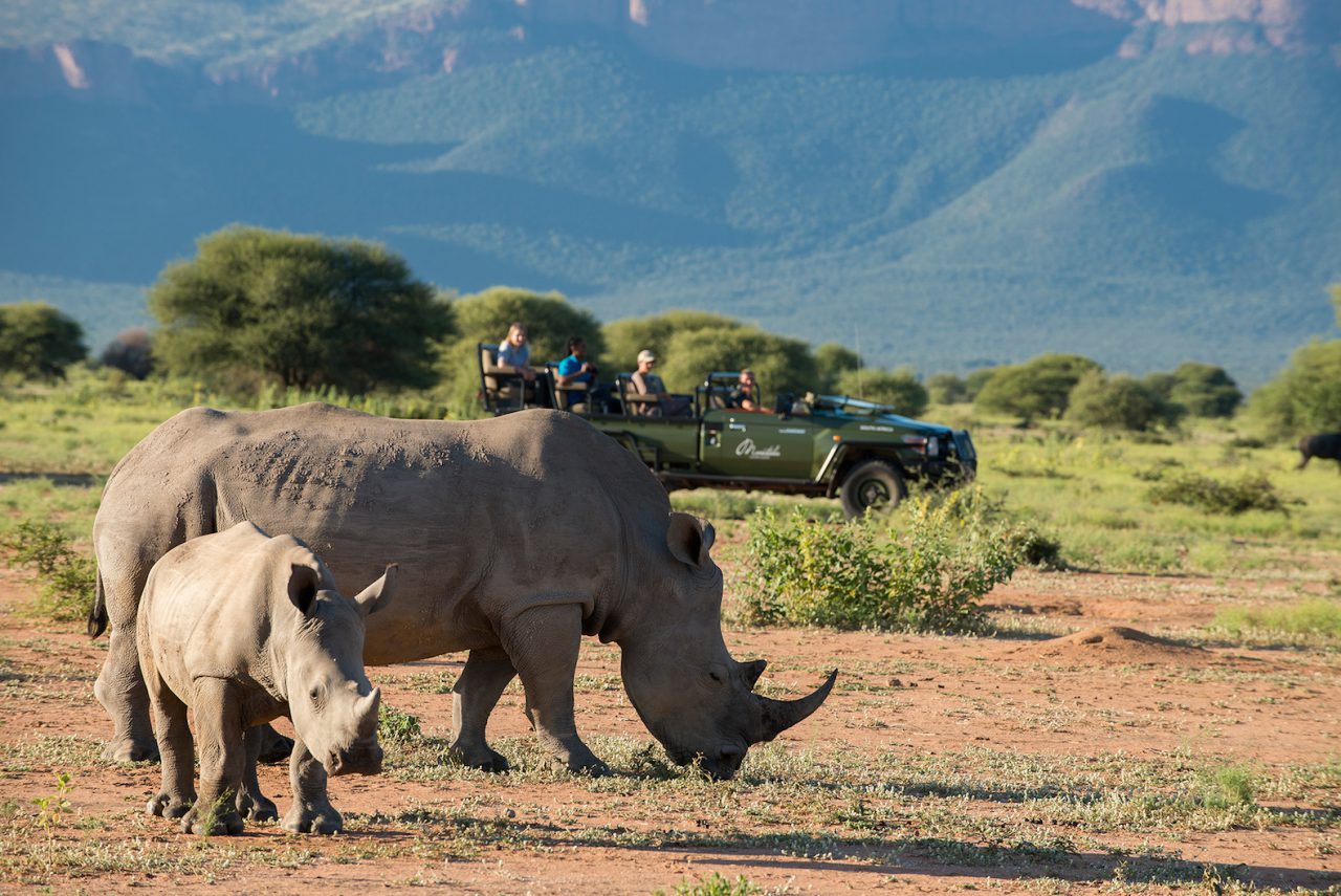 Rhino in the safari