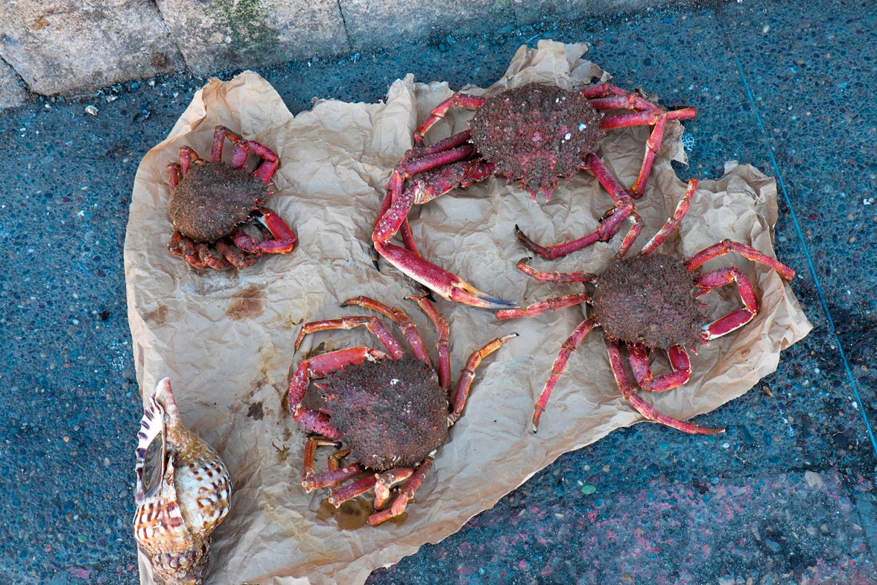 Spider crabs, fish market, in the harbour at Essaouira, Morocco, North Africa