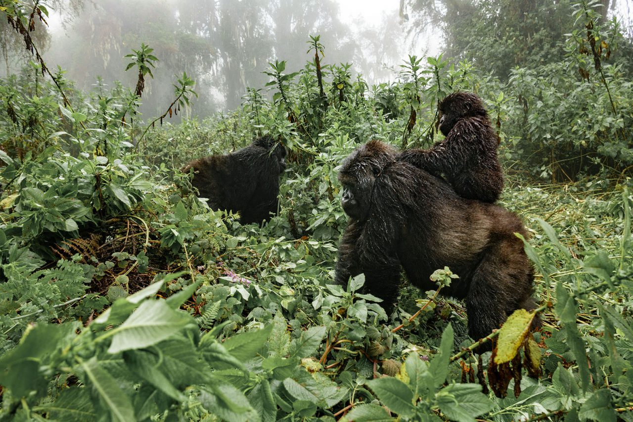 65480534 - profile of female mountain gorilla with baby over the back. rwanda