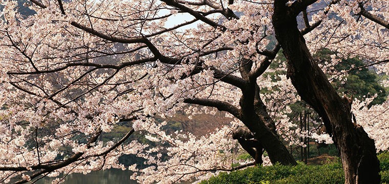 Cherry blossoms in Hakuba Japan