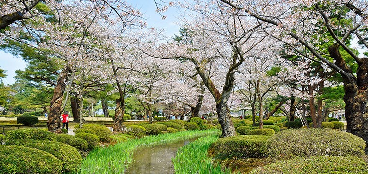 Cherry blossoms in Kanazawa Japan