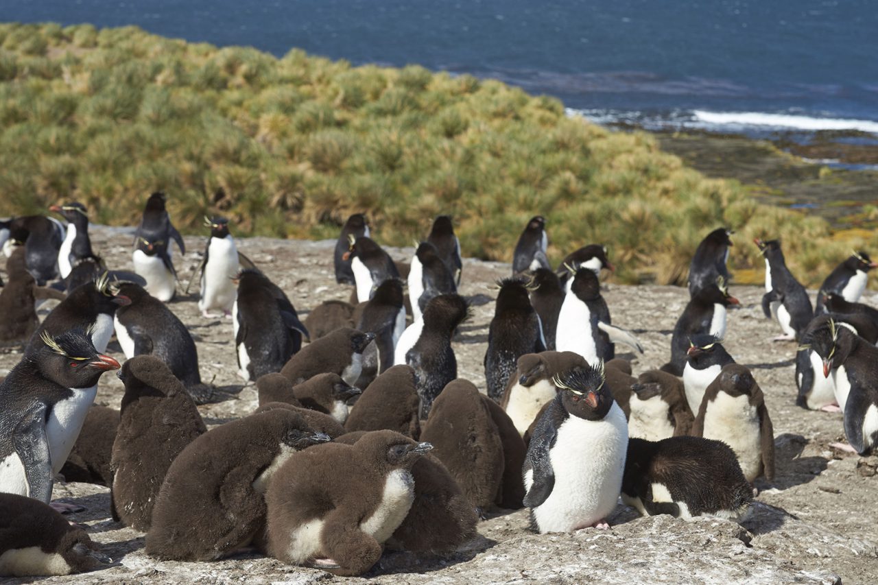 70326794 - rockhopper penguins (eudyptes chrysocome) with chicks at their nesting site on the cliffs of bleaker island in the falkland islands