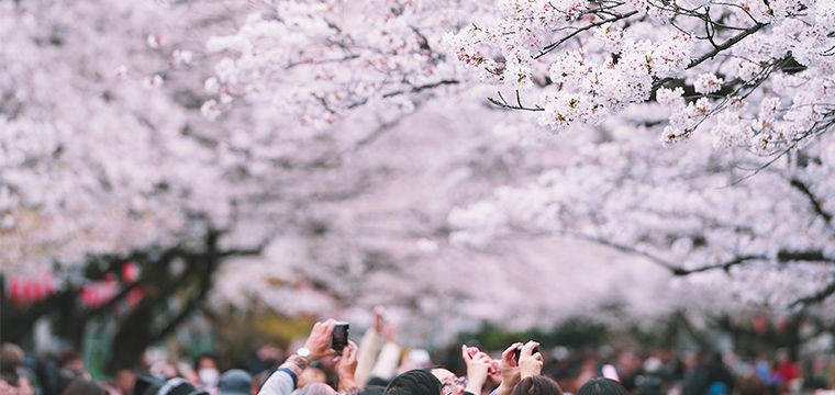 Cherry blossoms in Sendai Japan