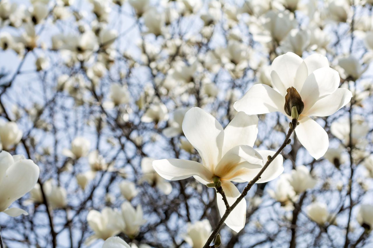 50083575 - white yulan magnolia flowers under flower blurs