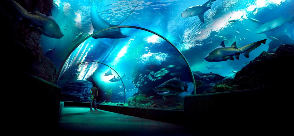 sea life ocean world bangkok aquarium