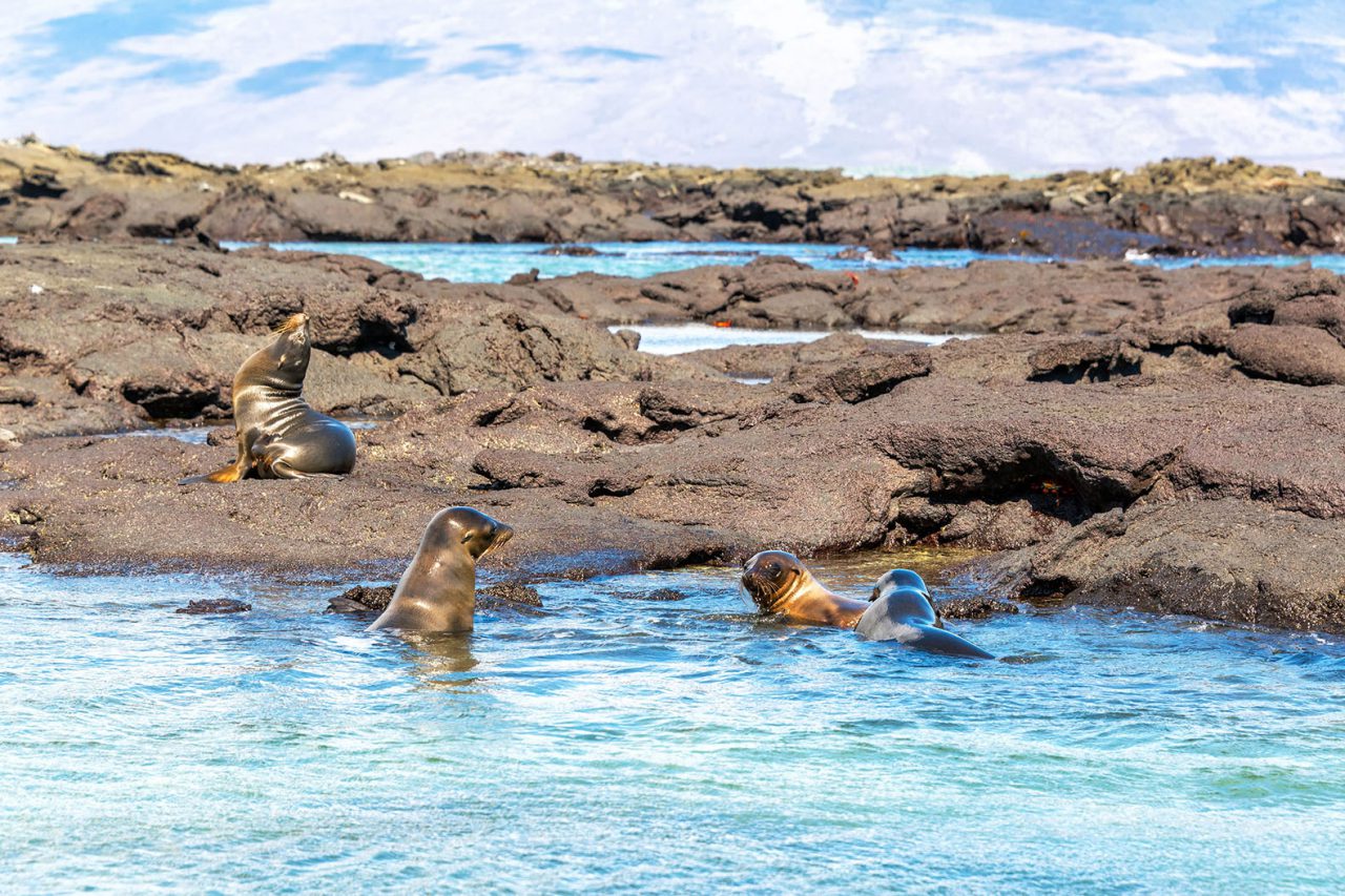 wildlife-sea-lions-galapagos