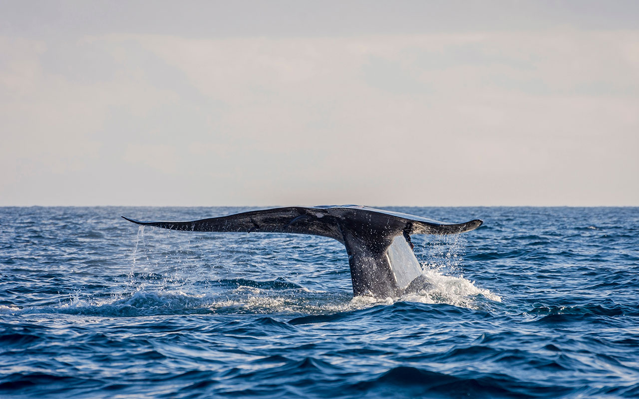 Blue whale spotting