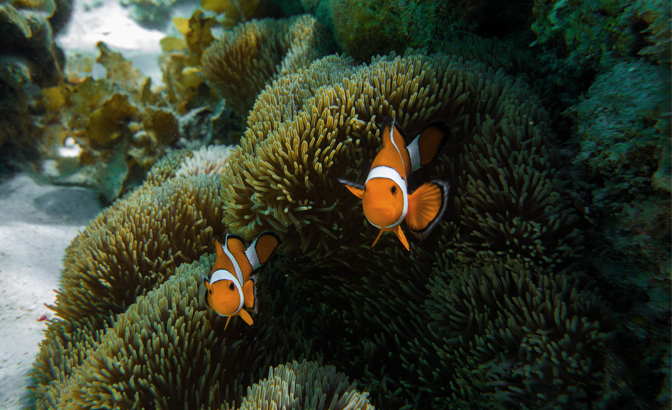 A pair of clownfish peer out of their anemone home