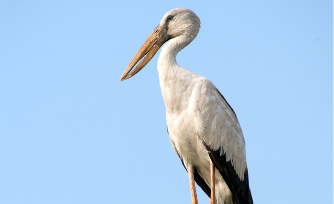 An Asian openbill stork