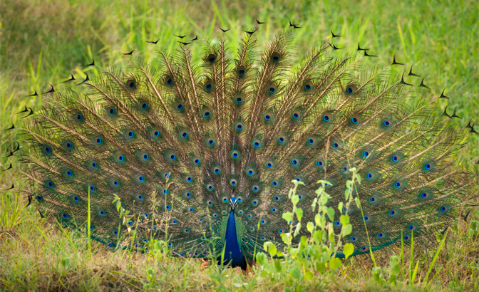An Indian peafowl puts on a vibrant display