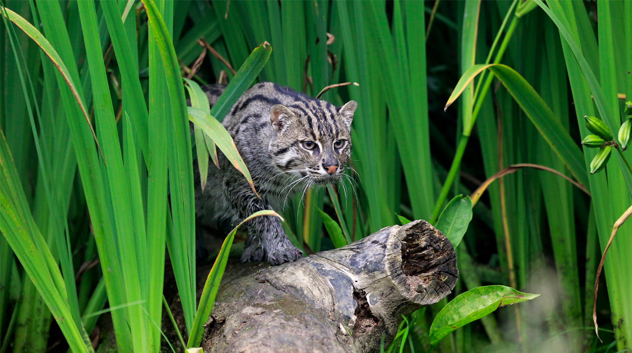 Fishing cat / Getty Images