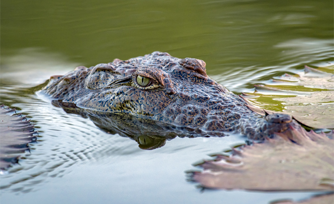 Large crocodiles call Colombo's waterways home