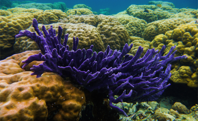 Vibrant purple coral