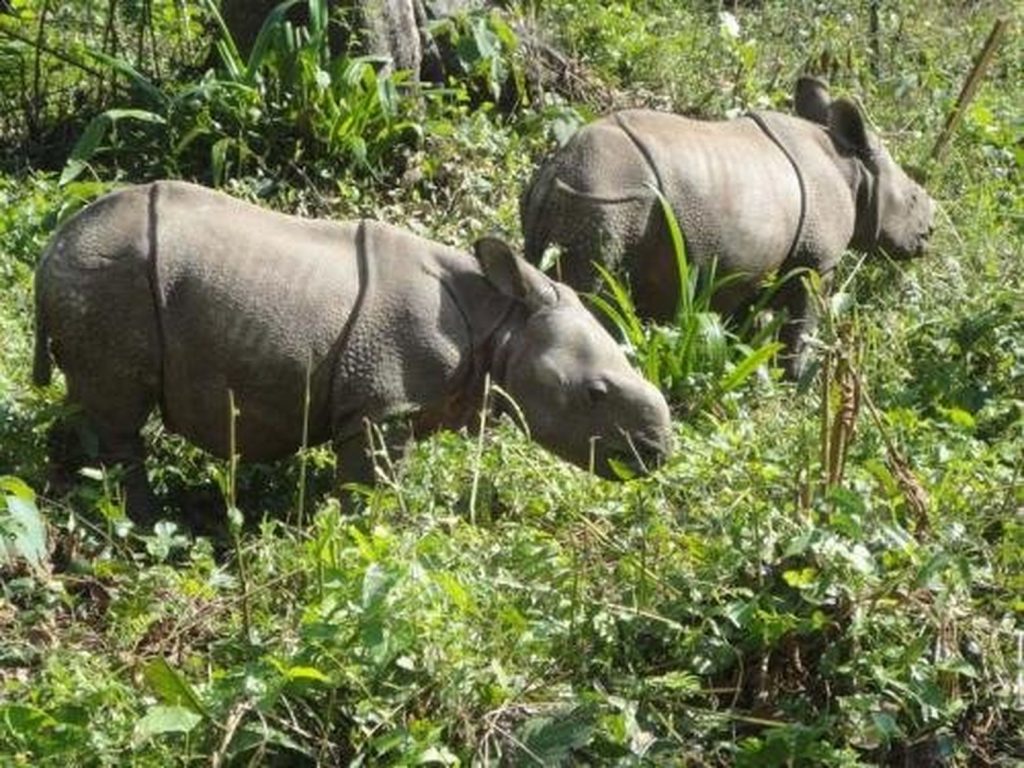 chitwan national park nepal rhinoceros
