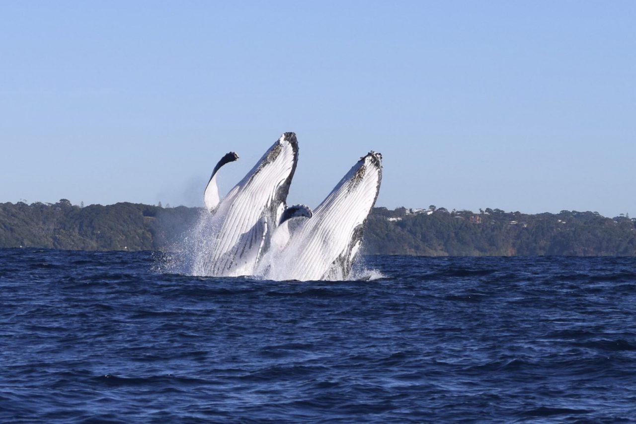 port macquarie whales