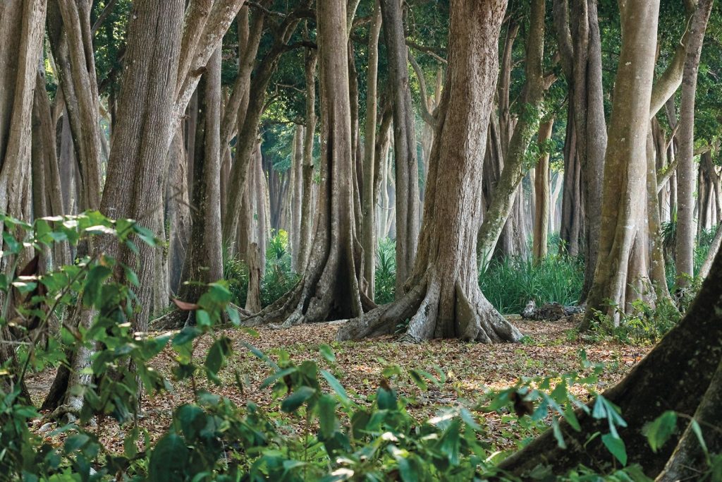 havelock island trees with buttress roots forest