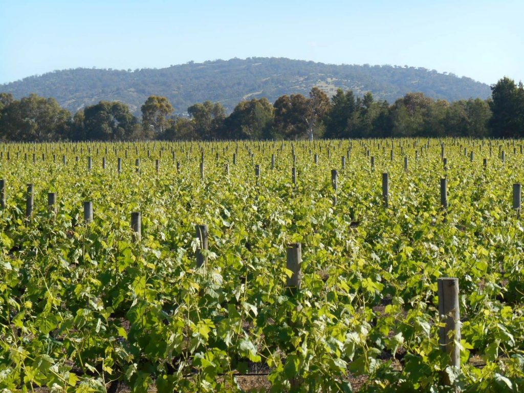 faber vineyard western australia