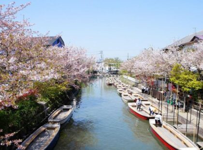 fukuoka blossoms bridge