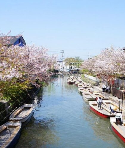 fukuoka blossoms bridge