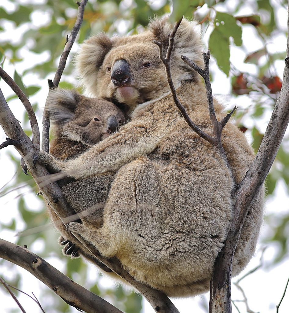 kangaroo island koala 