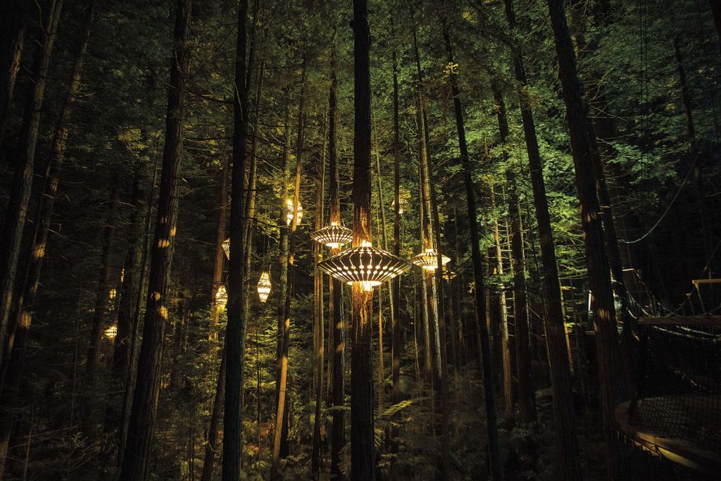 rotorua redwoods nightlights tree walk