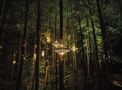 rotorua redwoods nightlights tree walk