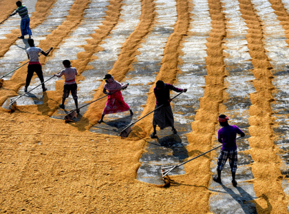rice farm kolkata silkwinds