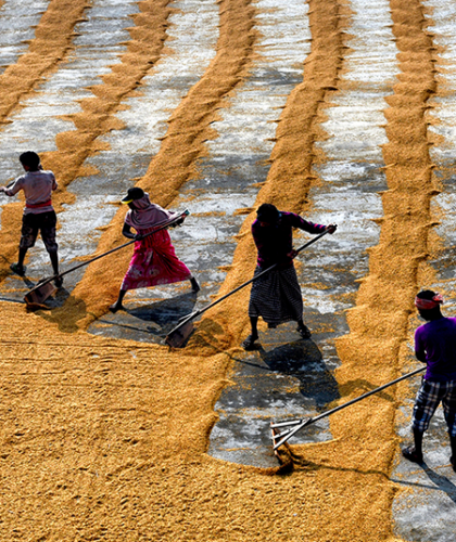 rice farm kolkata silkwinds