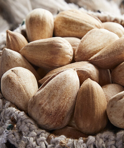 Bunya nuts are Jock Zonfrillo’s latest star ingredient