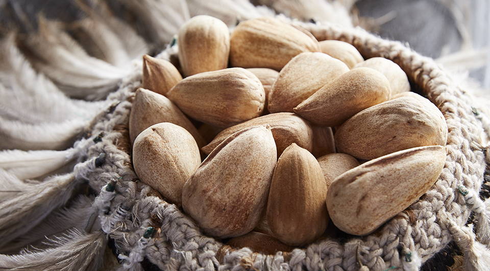 Bunya nuts are Jock Zonfrillo’s latest star ingredient