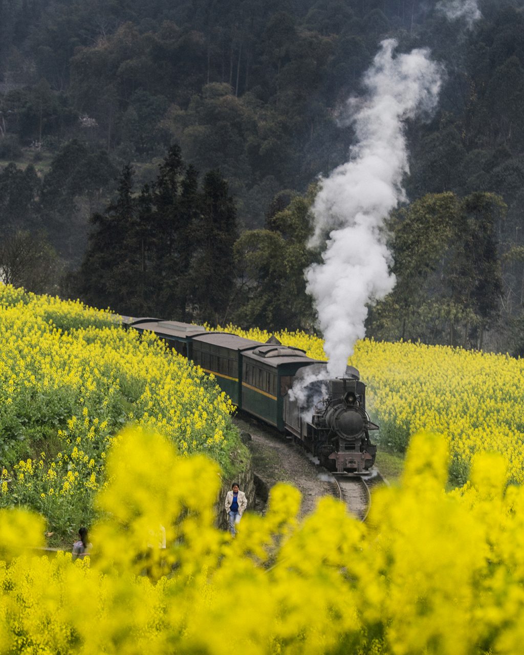 Rapeseed fields in bloom along the steam train’s route