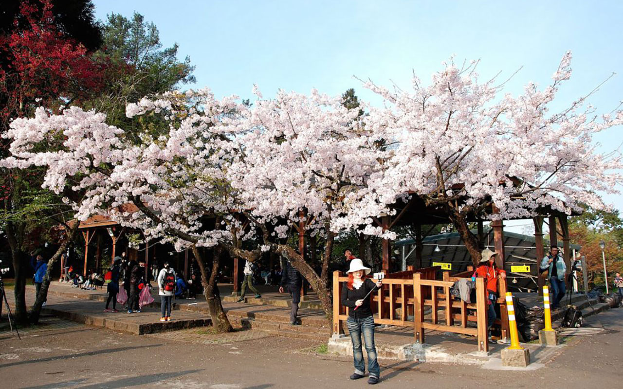 Cherry blossoms in Alishan
