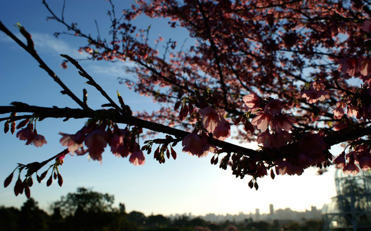 Cherry blossoms in Curitiba