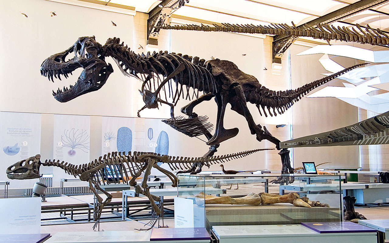 Dinosaur Gallery, Royal Belgian Institute of Natural Sciences