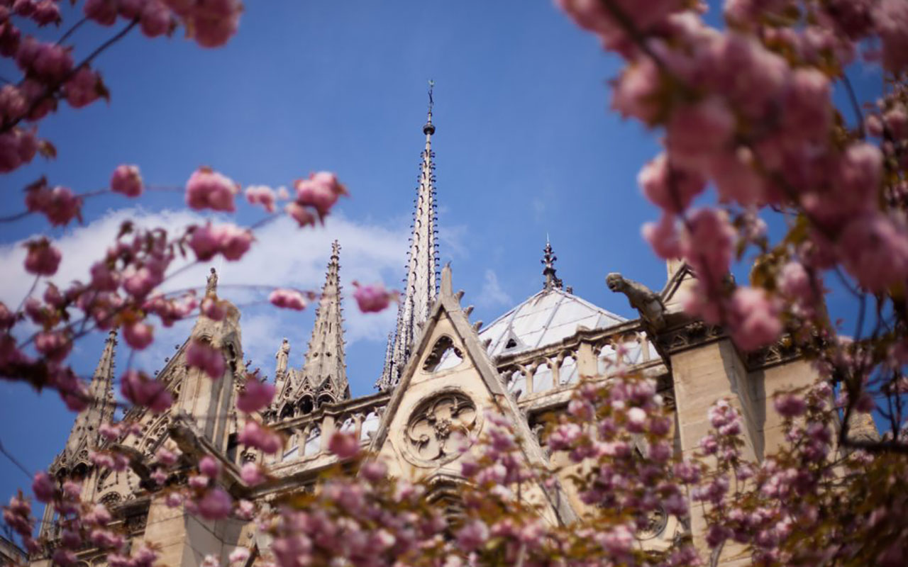Cherry blossoms in Paris