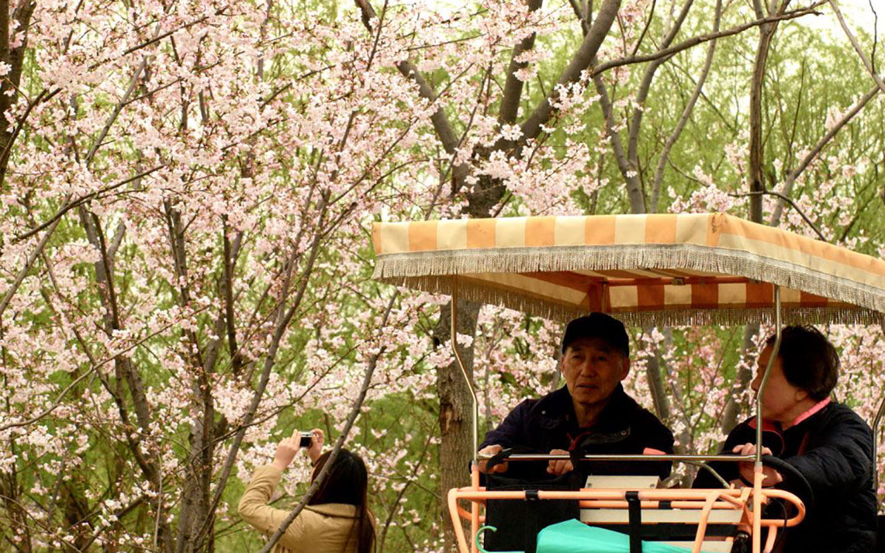 Cherry blossoms in Shanghai