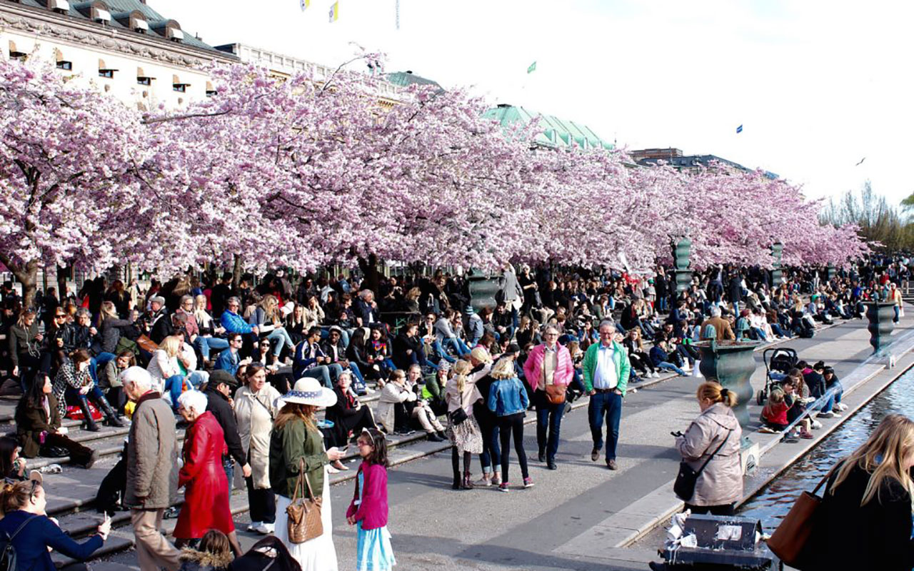 Cherry blossoms in Stockholm