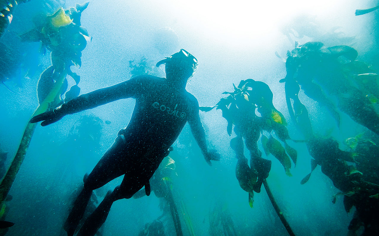 Swimming through a kelp forest (Photo: John Daines)