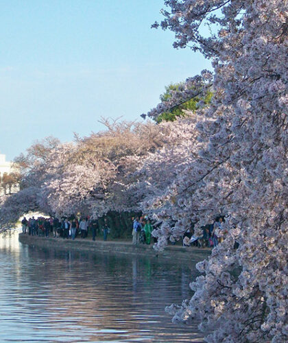 Cherry blossoms in Washington