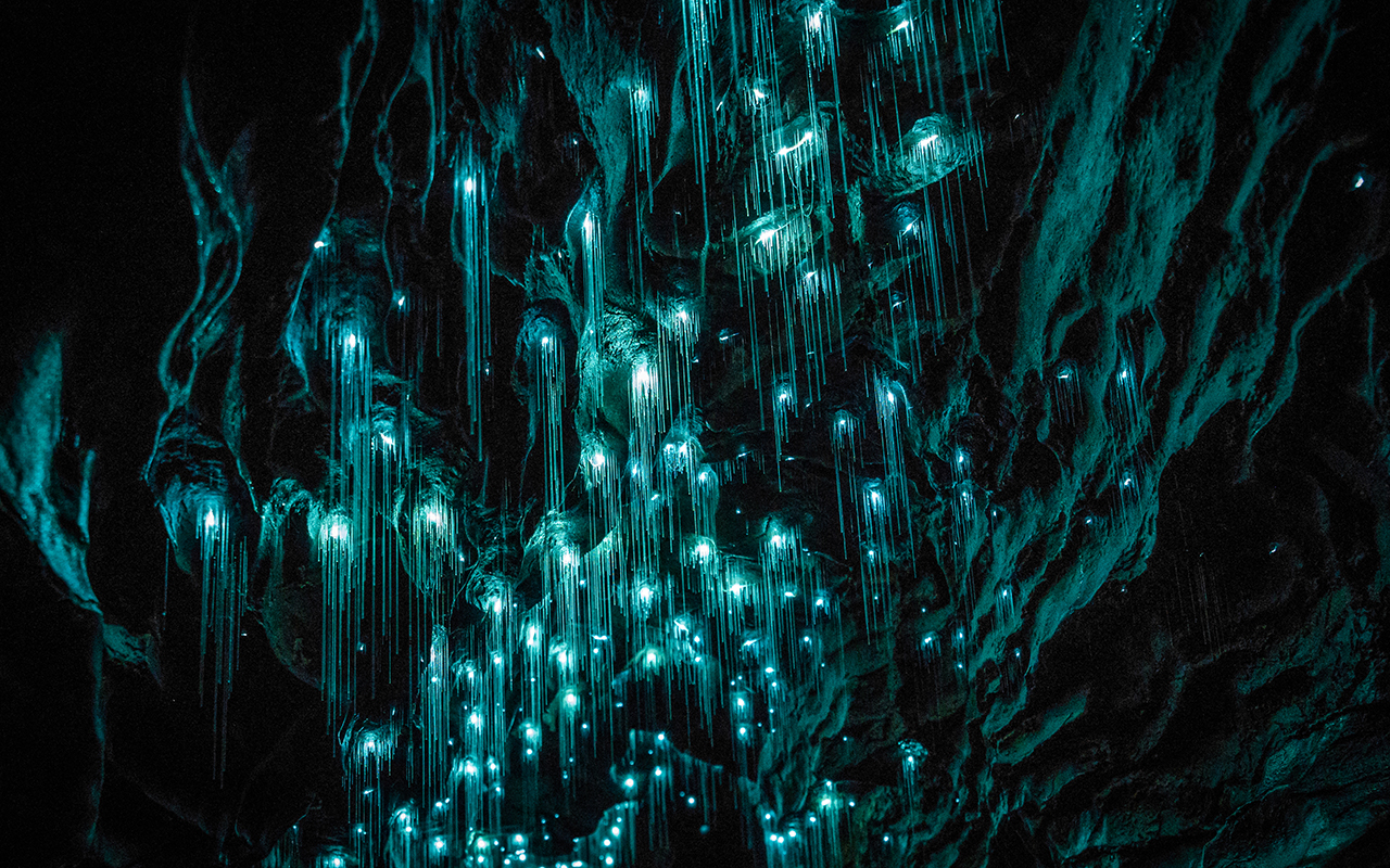 Glowworm Caves, New Zealand wildlife