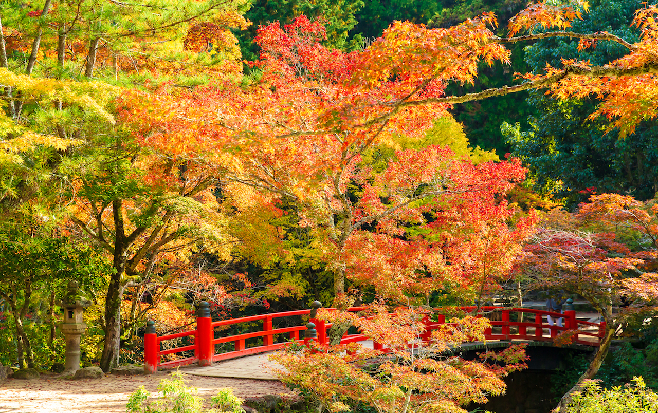 Miyajima Japan Autumn Leaves SilverKris