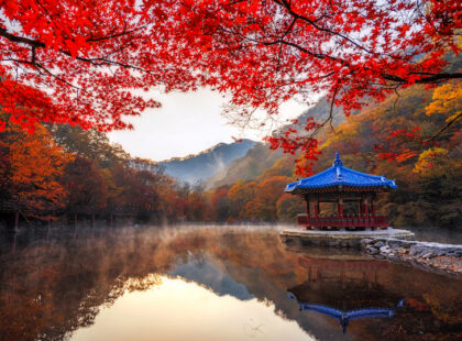 fall leaves in Asia in Korea on Silverkris.com