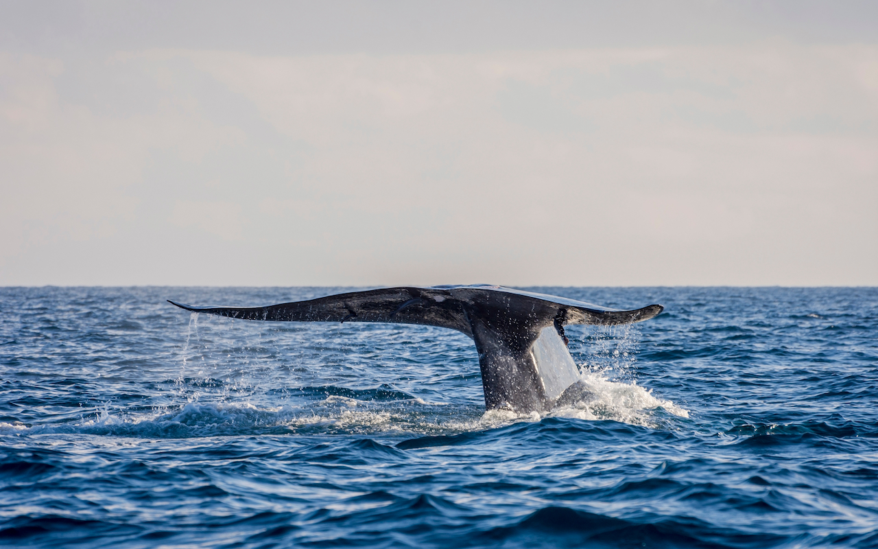 Sri Lanka Whales Silkwinds