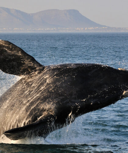 SA whale watching feature