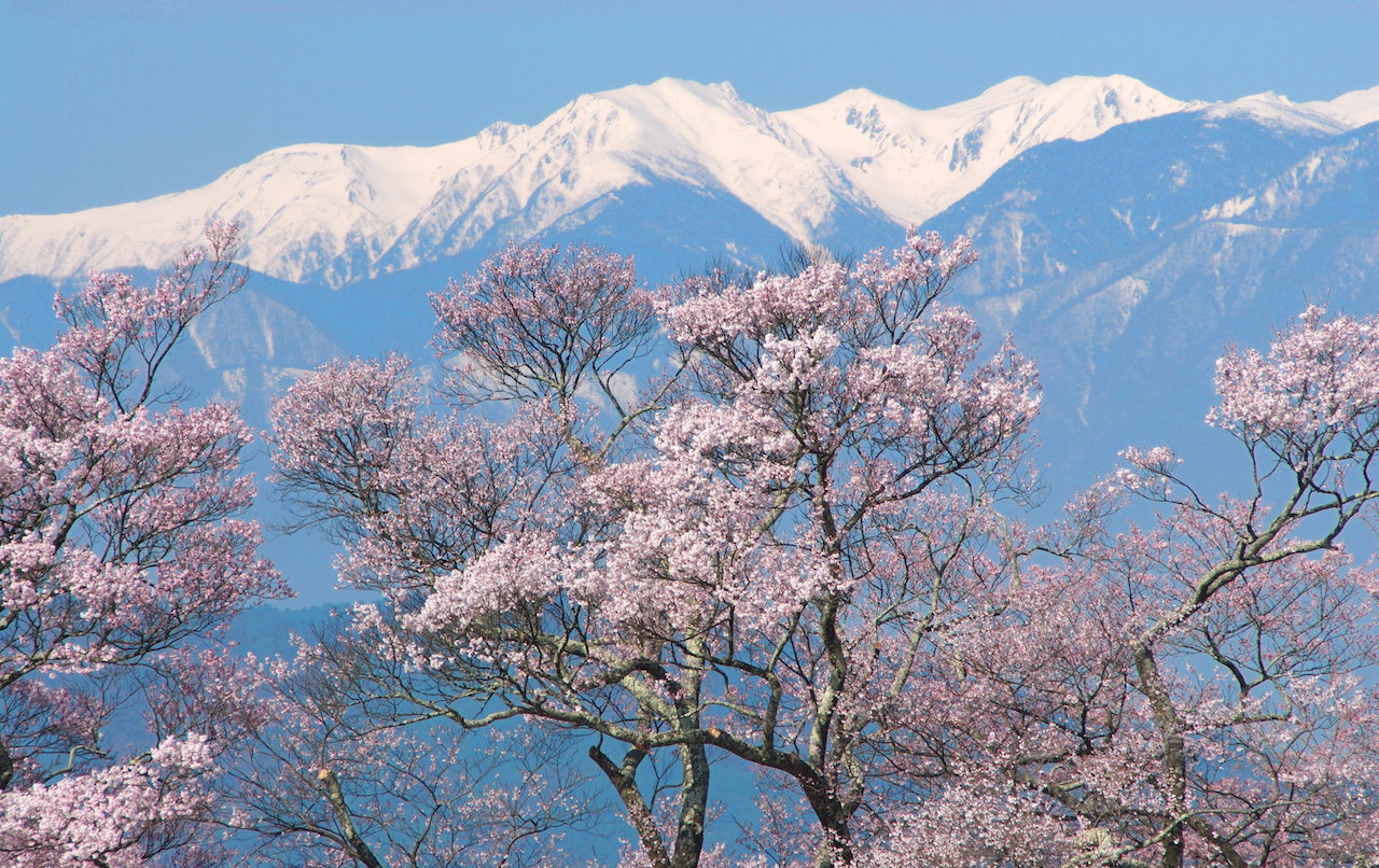 cherry blossoms in nagano silverkris 