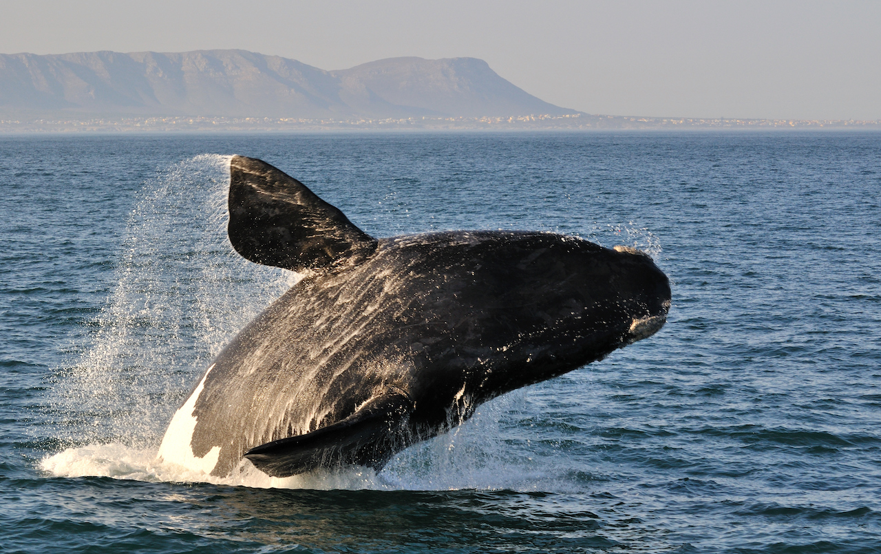 Whale breaching in Hermanus South Africa