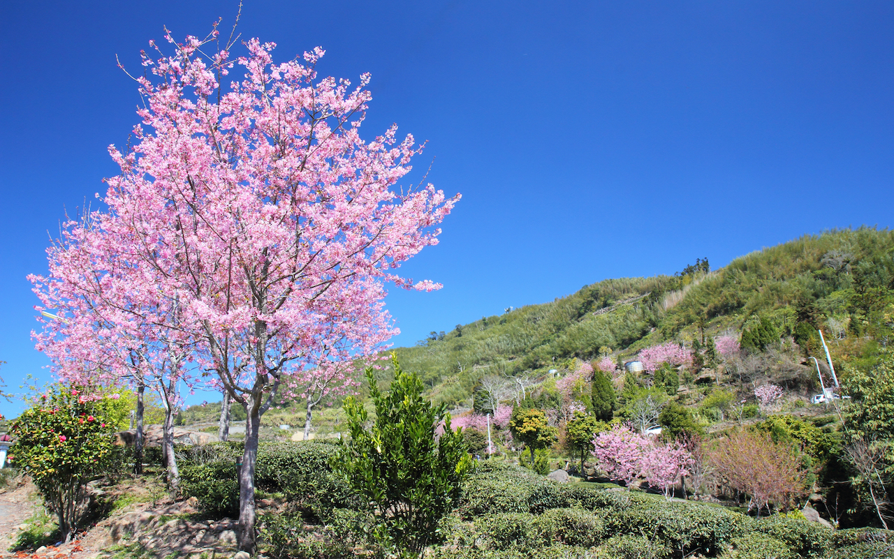 Alishan Cherry Blossoms Taipei