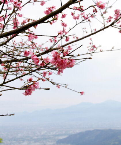 cherry blossoms feature image taiwan Silverkris